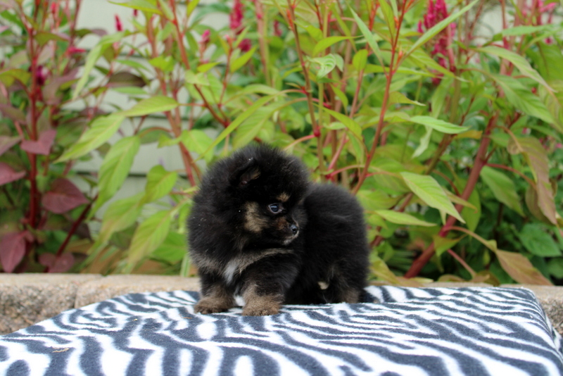 puppy, for, sale, Pomeranian, Matthew B. Stoltzfus, dog, breeder, Gap, PA, dog-breeder, puppy-for-sale, forsale, nearby, find, puppyfind, locator, puppylocator, aca